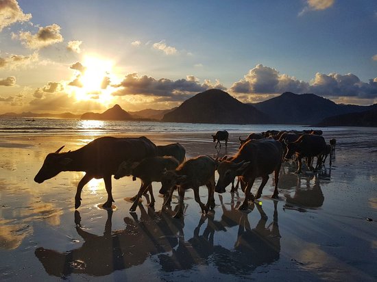 Sunrise with Water Buffalos